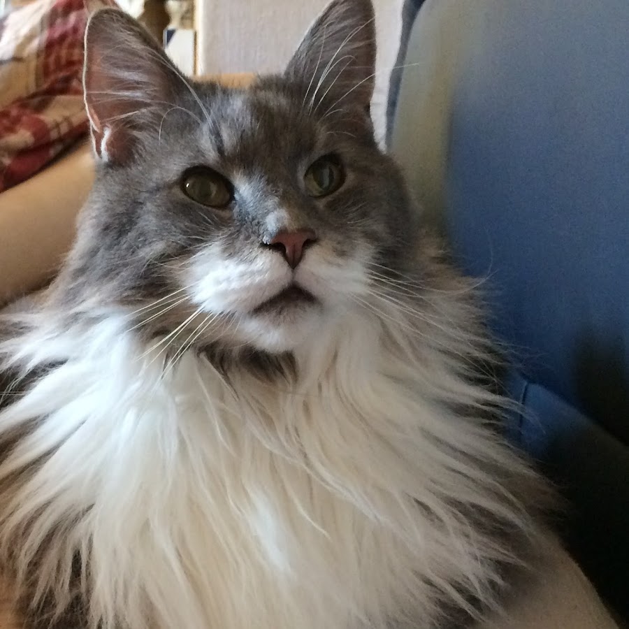 MaineCoon Oliver