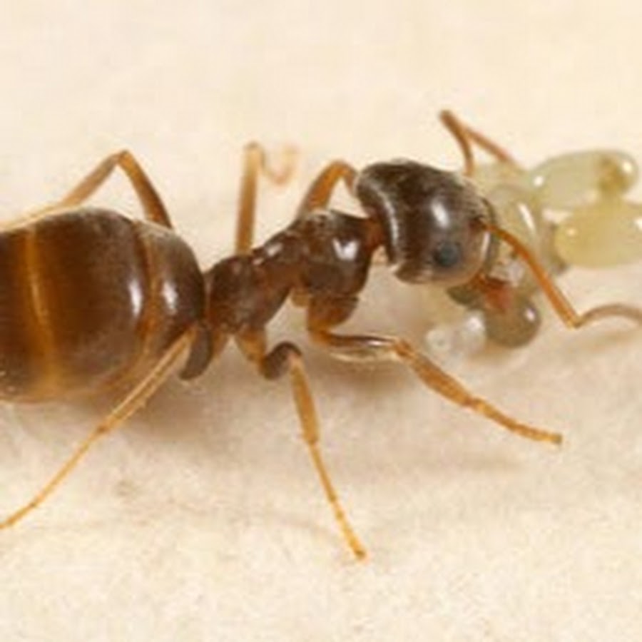 Ants 101