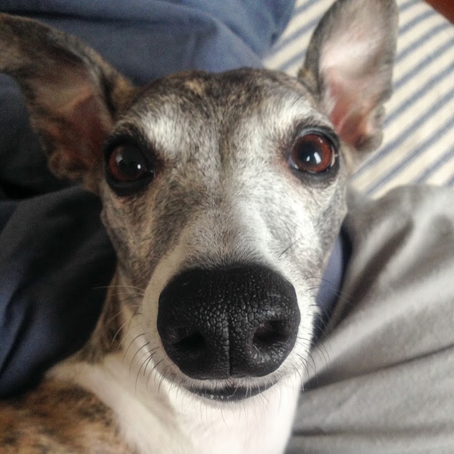 Whippets lovers رمز قناة اليوتيوب