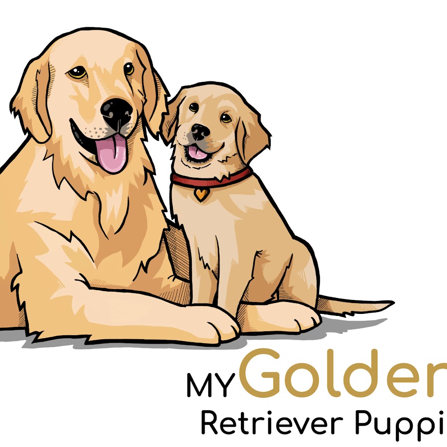 My Golden Retriever Puppies YouTube channel avatar