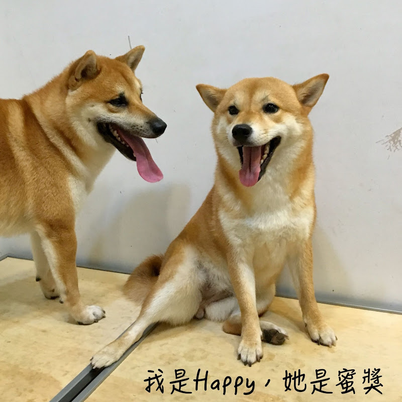 柴犬 我是Happy她是蜜獎 - 網紅的藏寶箱 