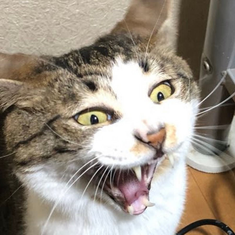 Snvと恵体猫 Youtube