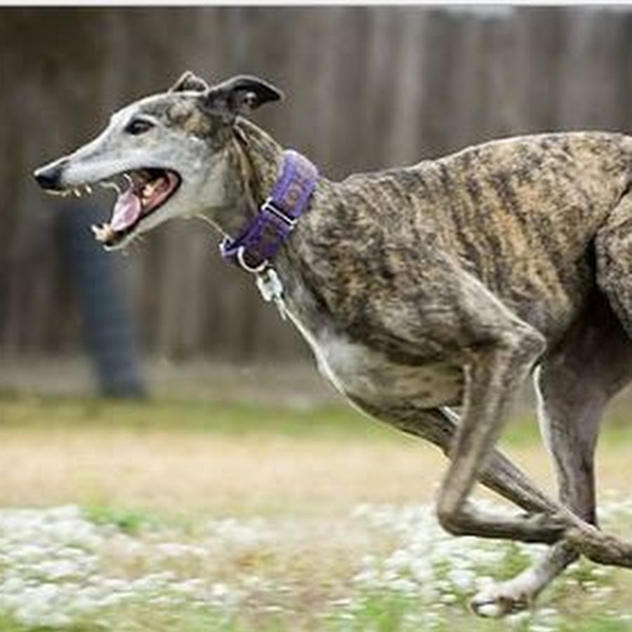 Greyhound Coursing club YouTube kanalı avatarı