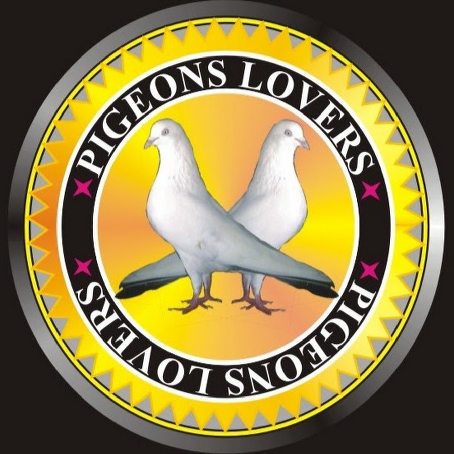 PIGEONS LOVERS YouTube channel avatar