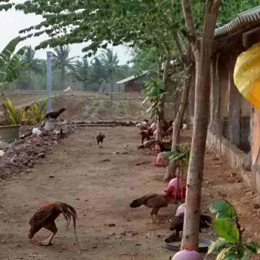 indian nattukoli farm