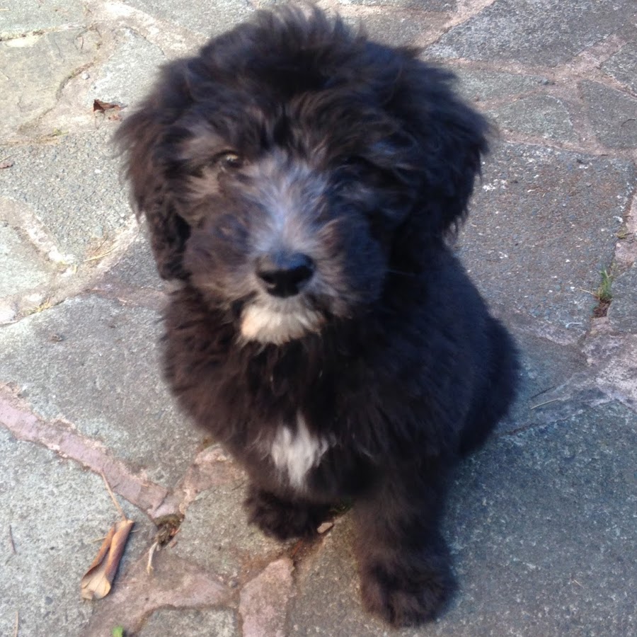 Buffy Sheepadoodle YouTube channel avatar