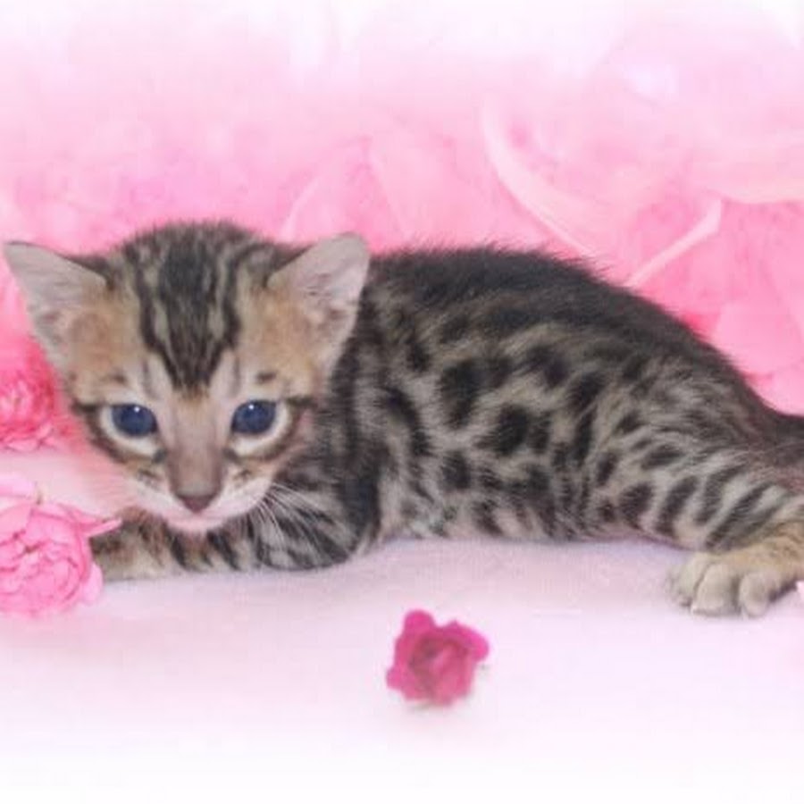 Nevaeh Bengals Avatar channel YouTube 