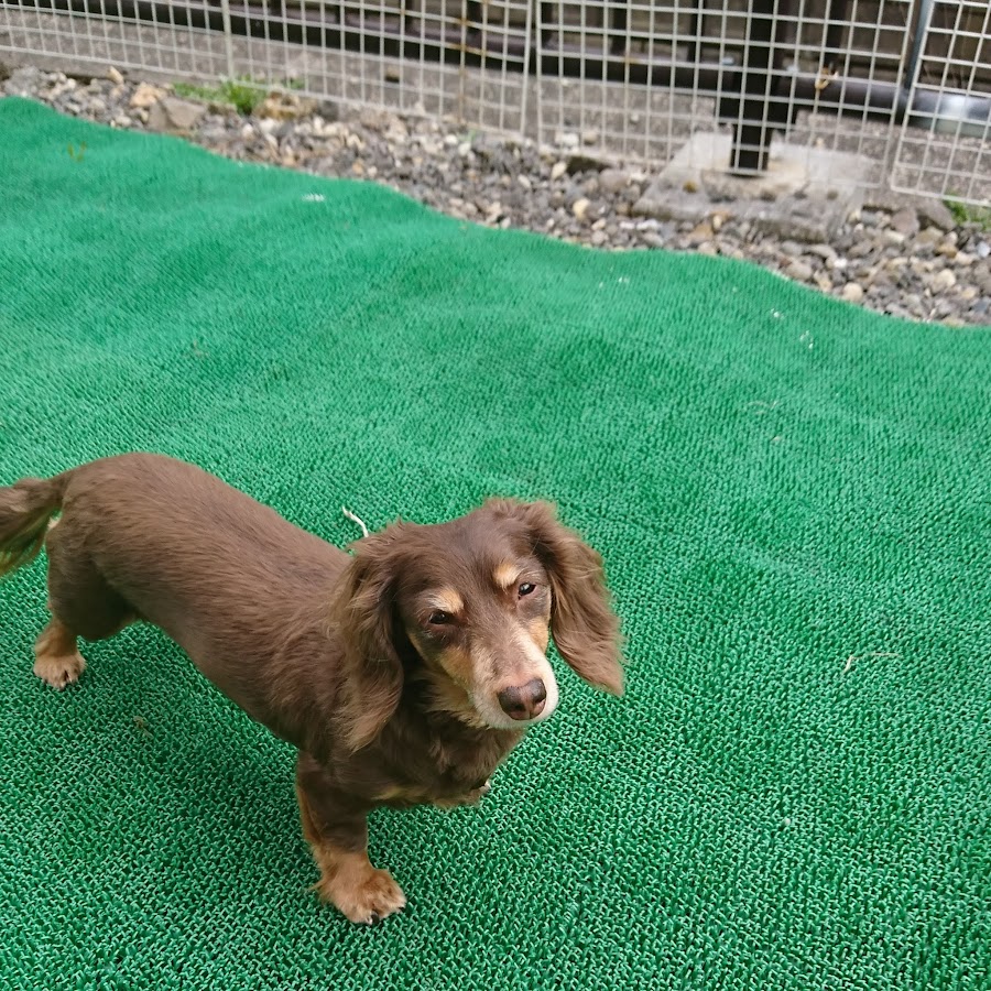 愛宕洋榎 Youtube