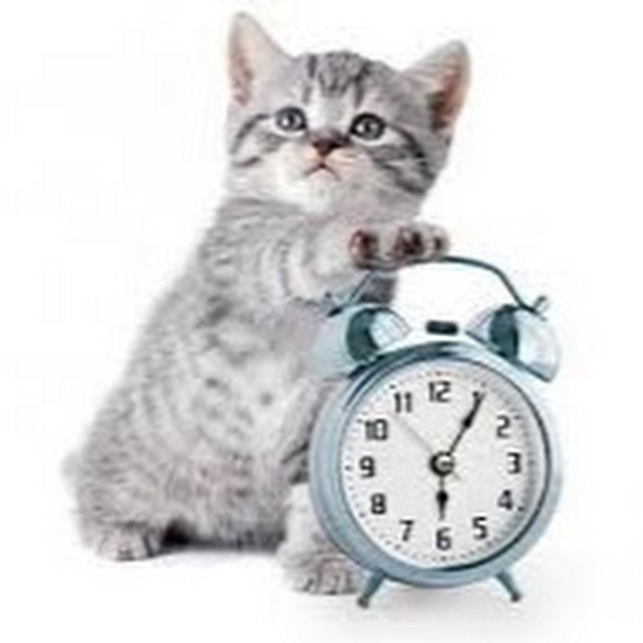 Time Of Cats Avatar del canal de YouTube