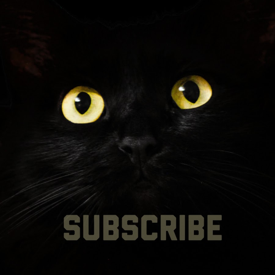 London Cat Rescue videos shot with iPhone YouTube channel avatar