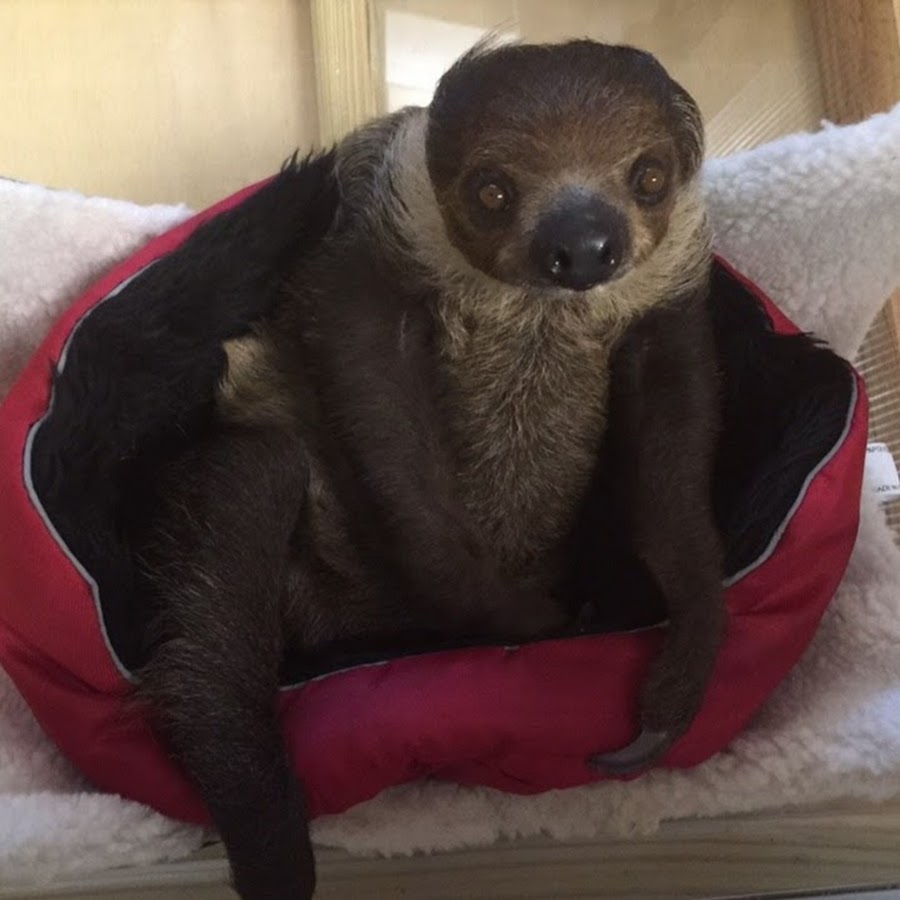 Khaleesi The Pet Sloth رمز قناة اليوتيوب