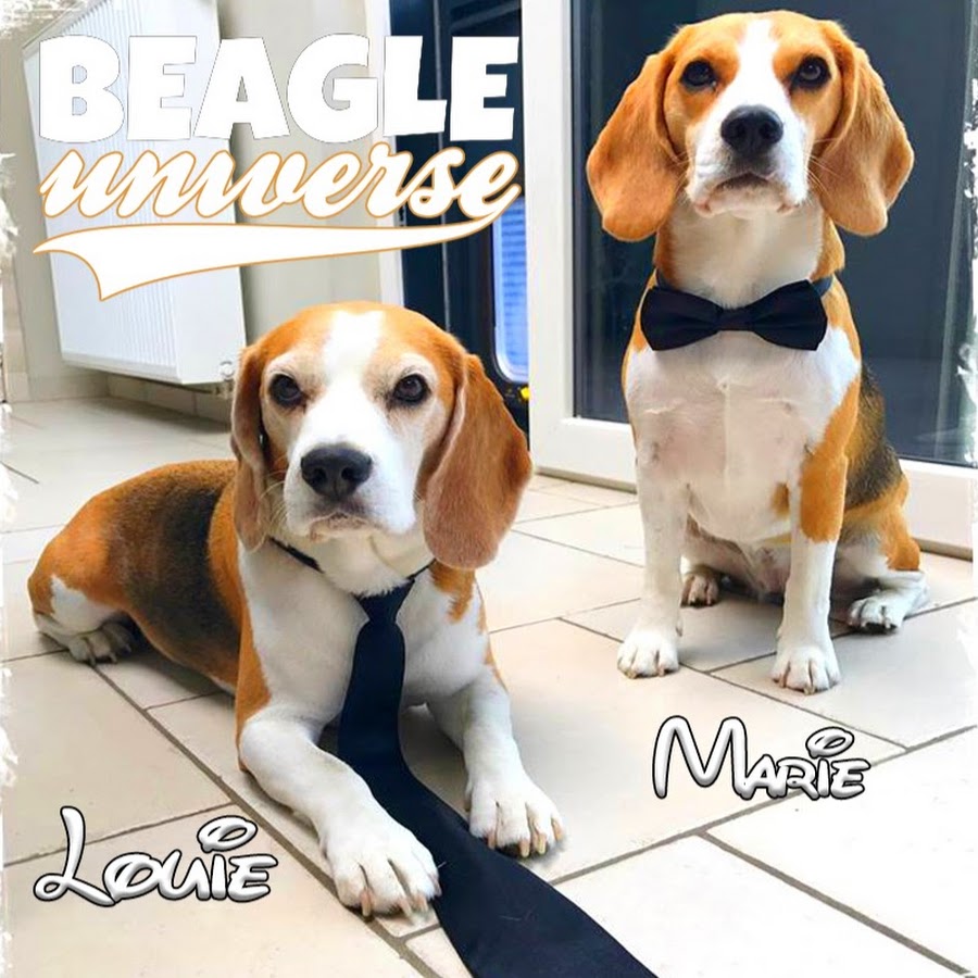 Beagle Universe YouTube-Kanal-Avatar
