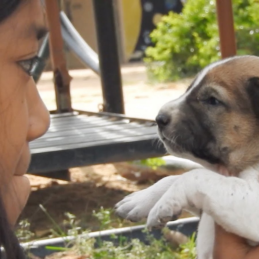 TopAnimalsMeeting Avatar canale YouTube 