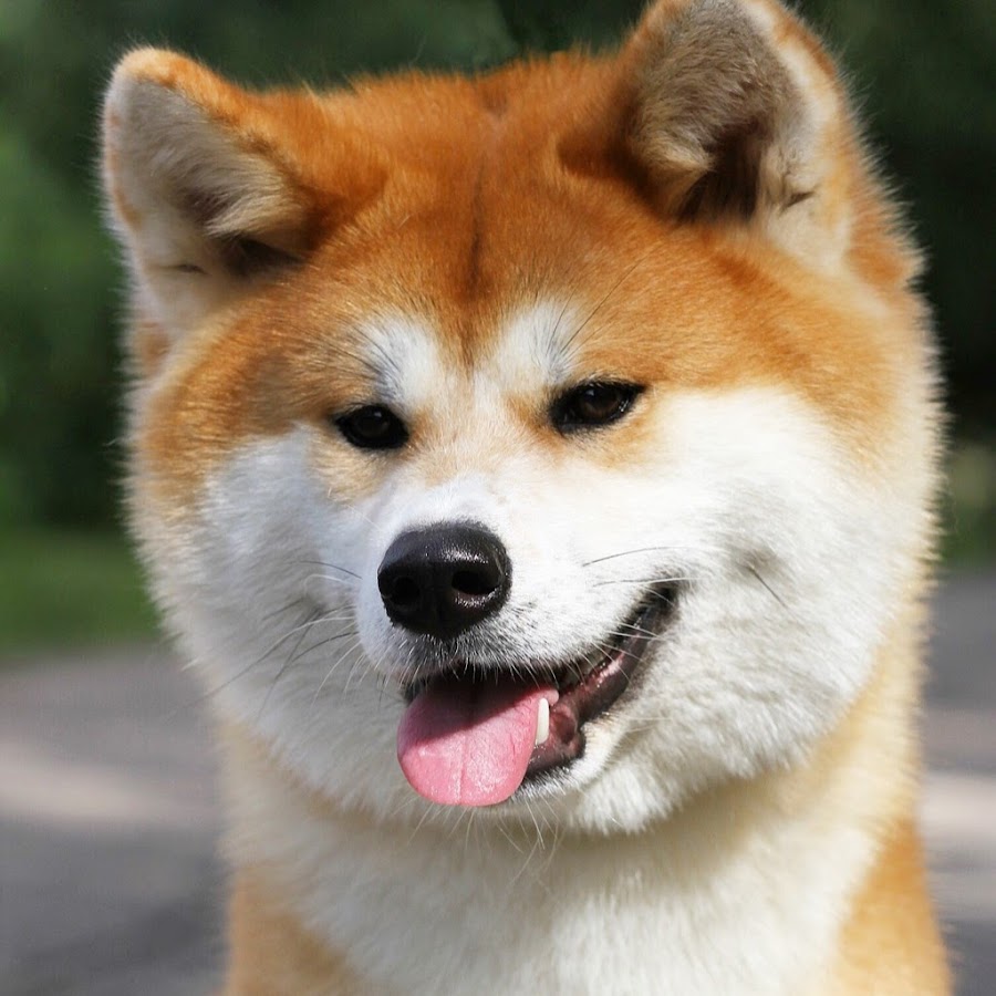 KAITO TEAM AKITA INU KENNEL Avatar channel YouTube 