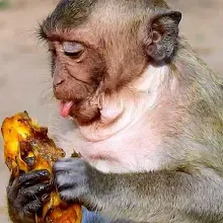 Baby monkey crying رمز قناة اليوتيوب