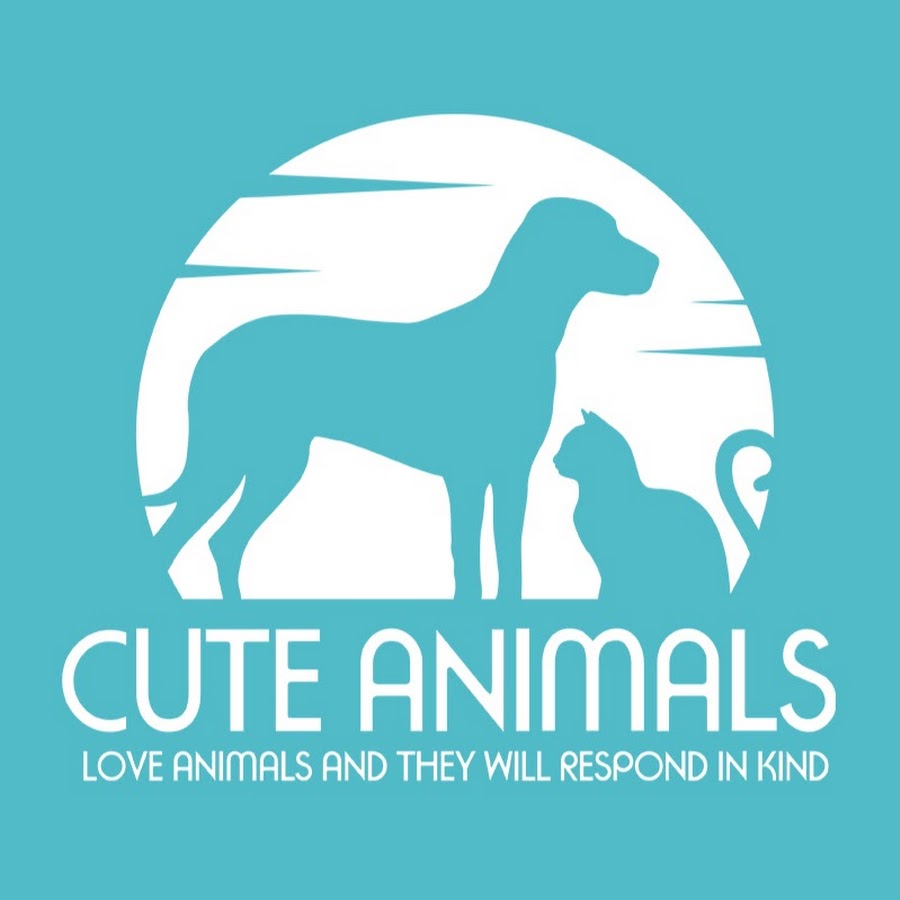 Cute Animals यूट्यूब चैनल अवतार