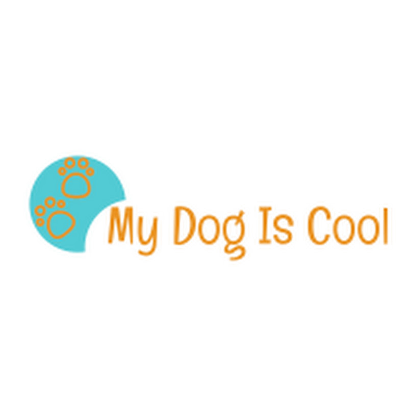 My Dog Is Cool - 網紅的藏寶箱 