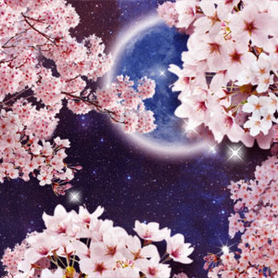 夜桜みかん Youtube