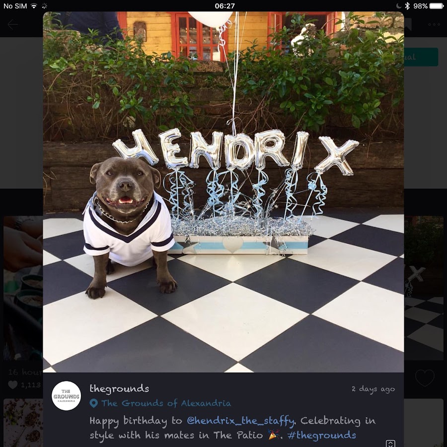 Hendrix the Staffy Avatar canale YouTube 