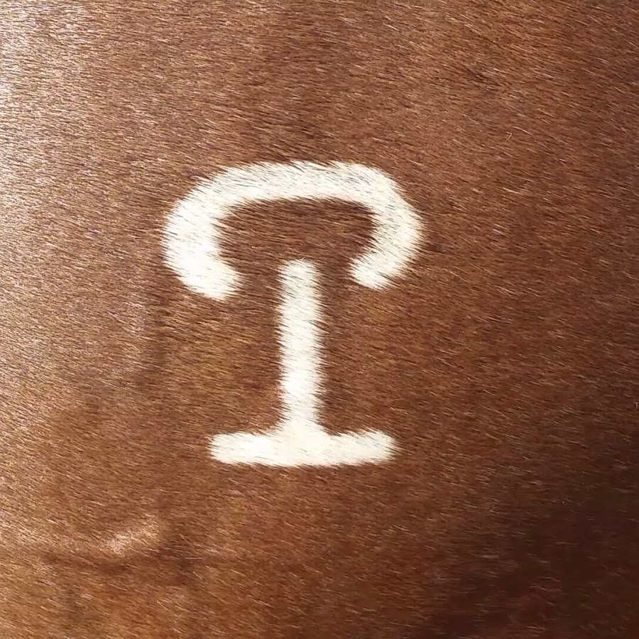 CT's touch horses/dogs YouTube channel avatar