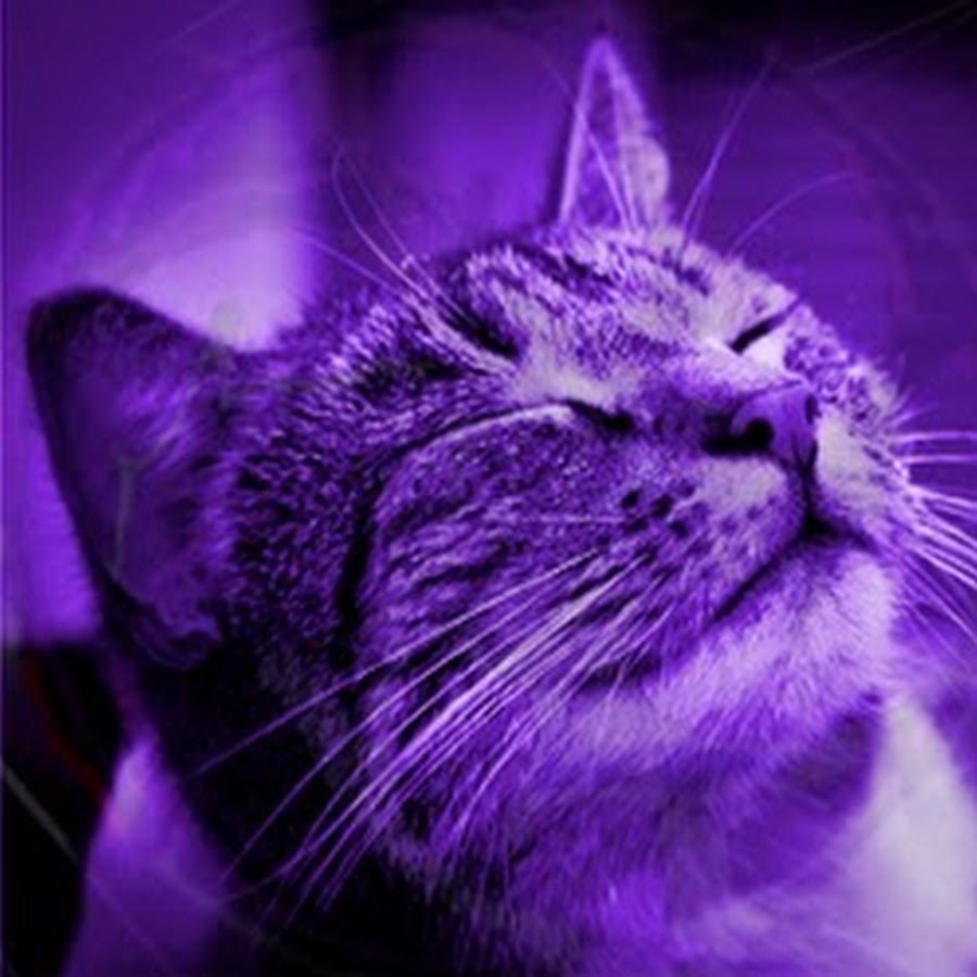 Cat's Life YouTube channel avatar