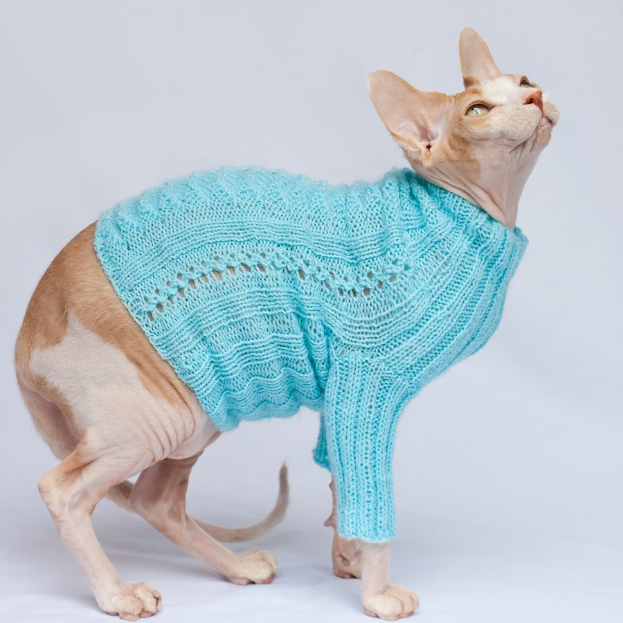 Sphynx Cat رمز قناة اليوتيوب