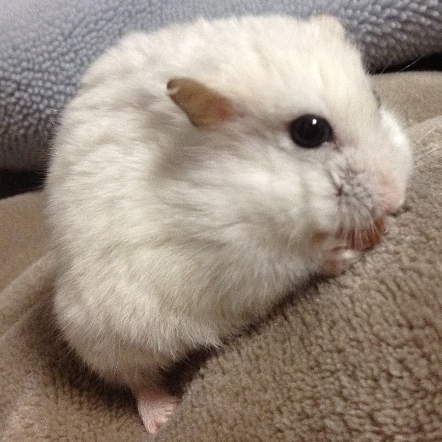 あかさななさかあ Youtube