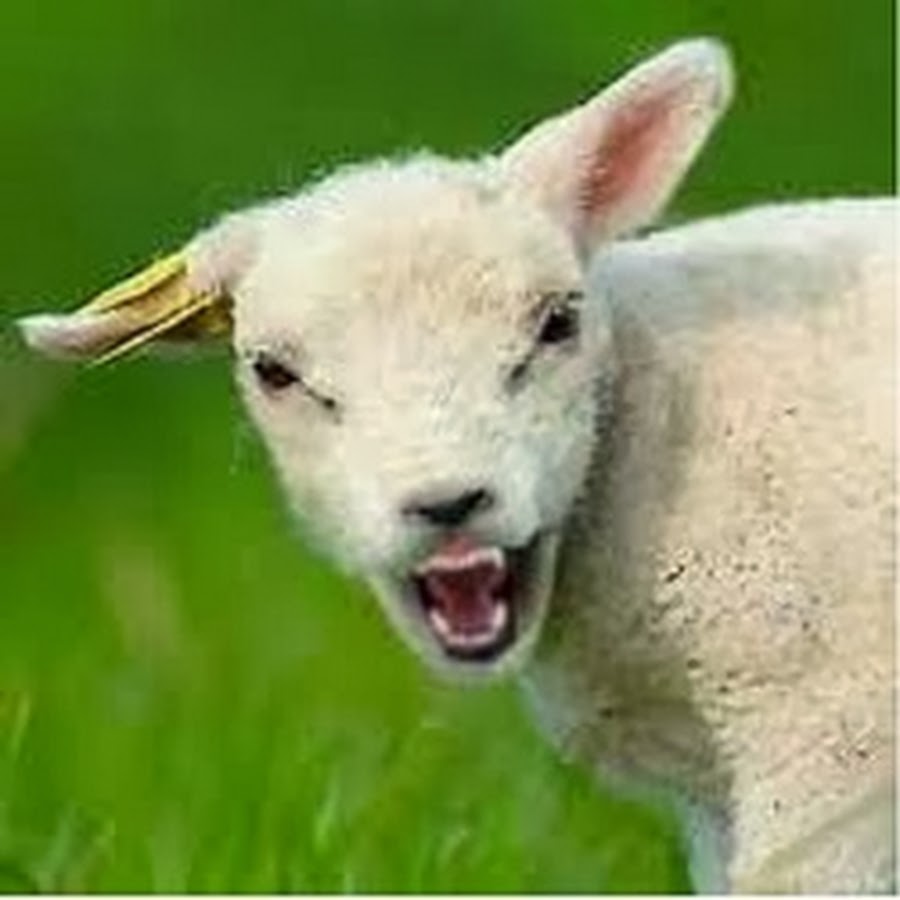 Offended Sheep Gaming YouTube channel avatar