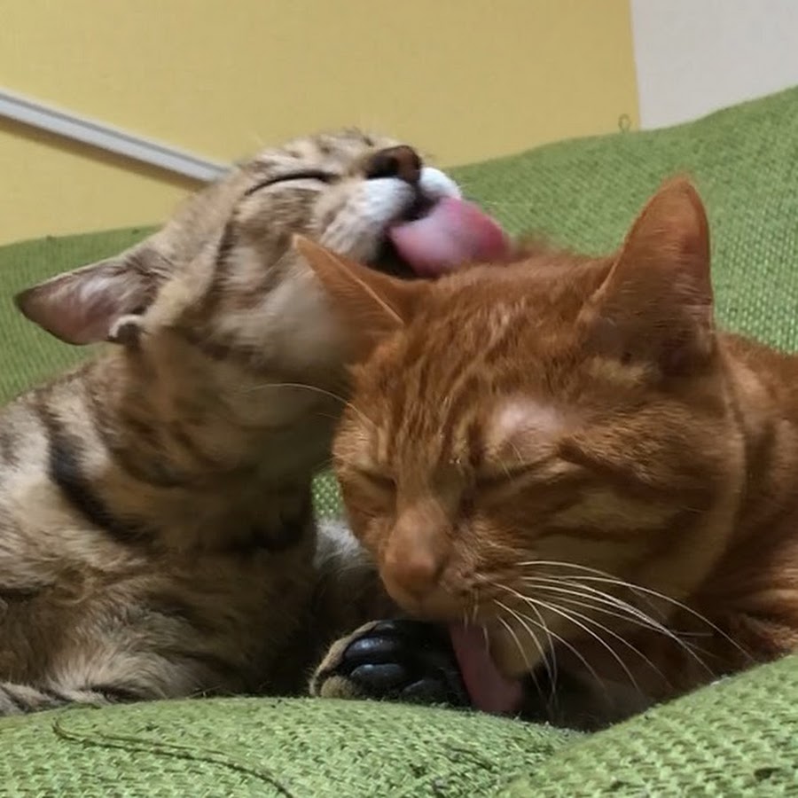 猫のきんた ココ 楽3cats Kinta Coco Raku Youtube