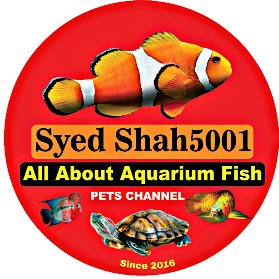 Syed Shah5001 رمز قناة اليوتيوب