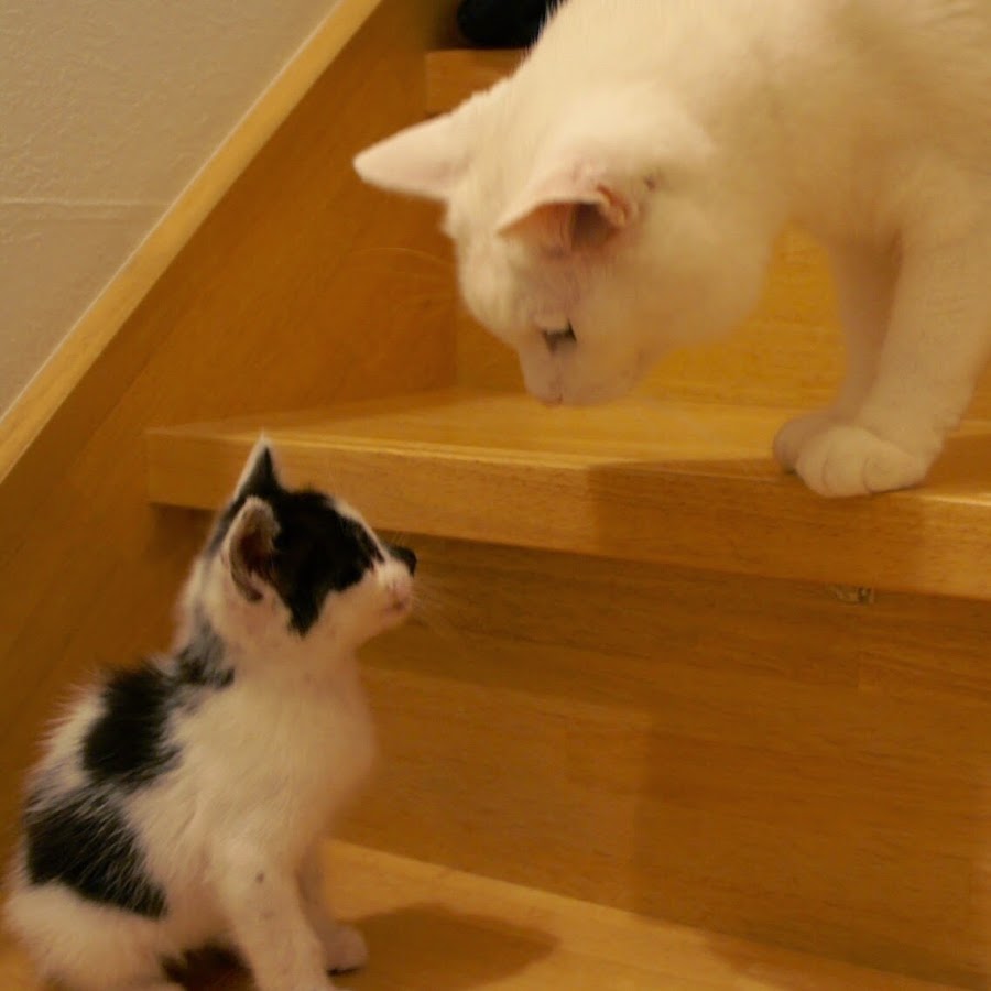 ナナソラチャンネル Youtube Stats Channel Analytics Hypeauditor Youtube Tiktok Instagram Ai Analytics