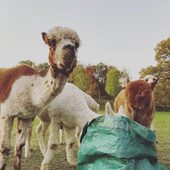 Thumbnail of related channel