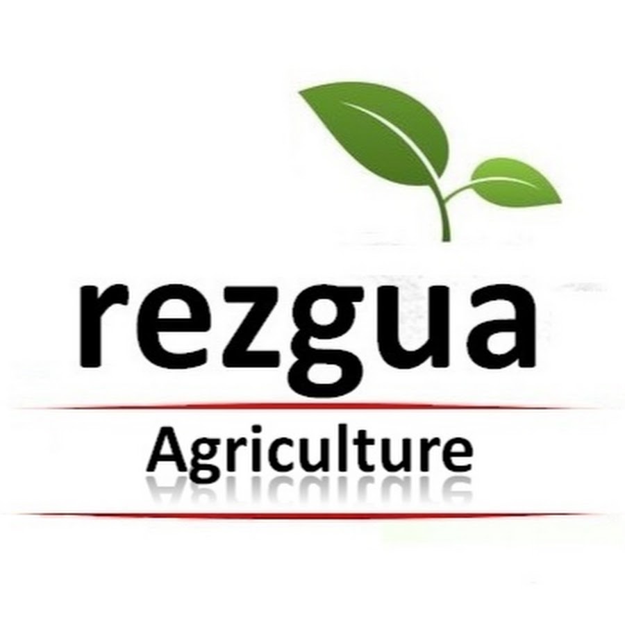 rezgua YouTube kanalı avatarı