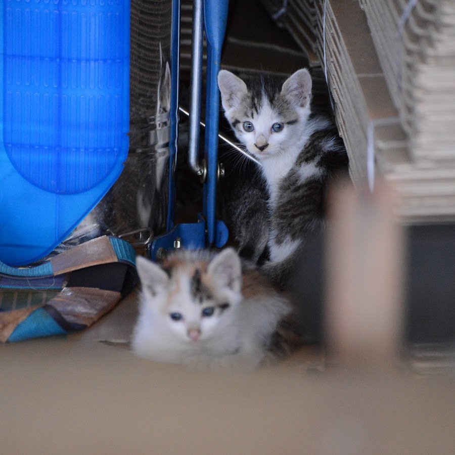 あんねこ Youtube