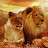 Lion Queen K