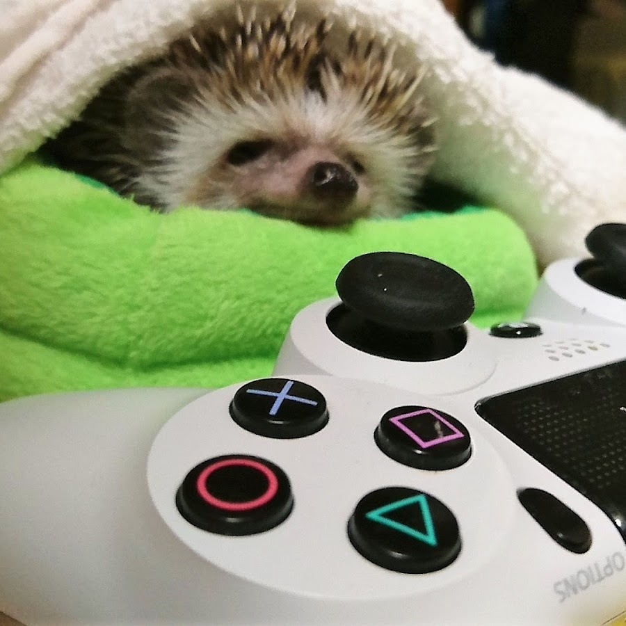 æš‡ãªæ­¦å£«Free Samurai, Hedgehogs and Owls YouTube channel avatar