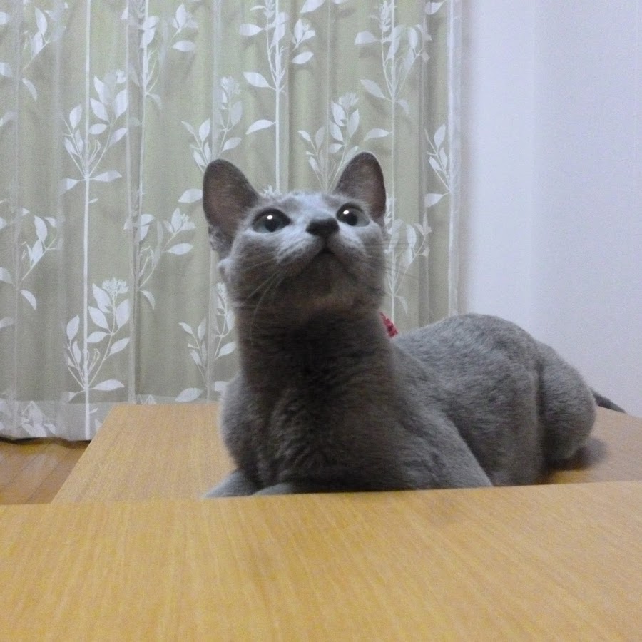 cat cheshie YouTube channel avatar