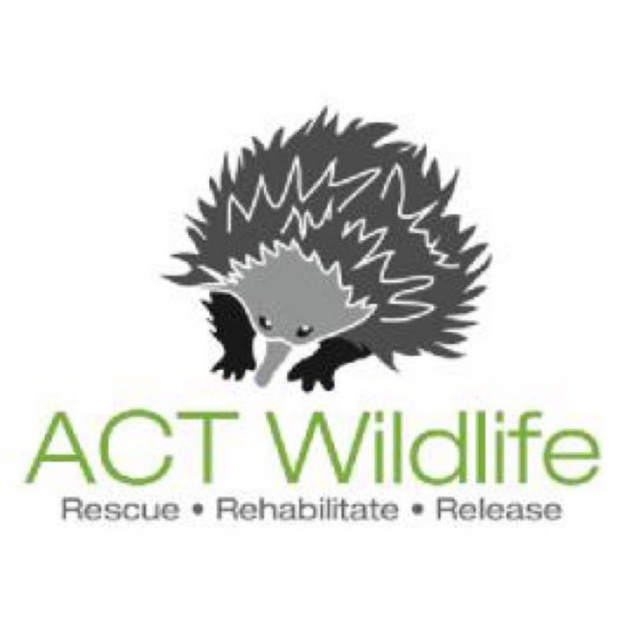 ACT Wildlife Australia Avatar canale YouTube 