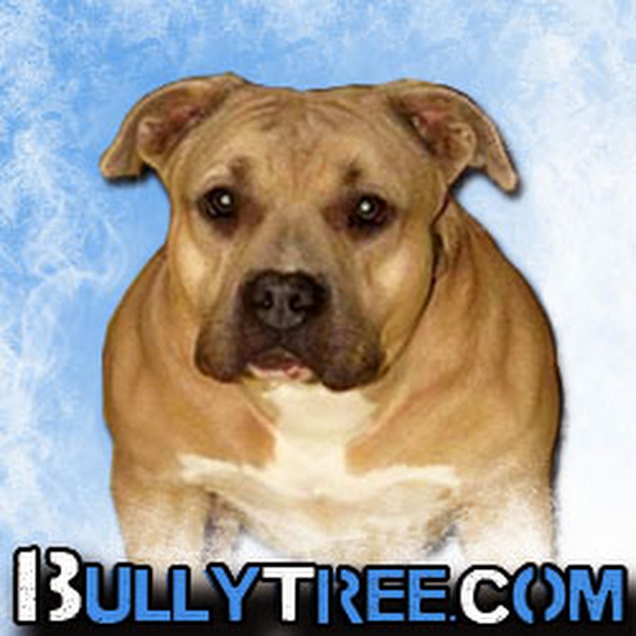 BullyTreePedigrees Avatar canale YouTube 