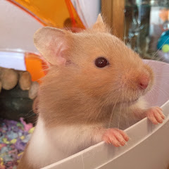 Thumbnail of related channel