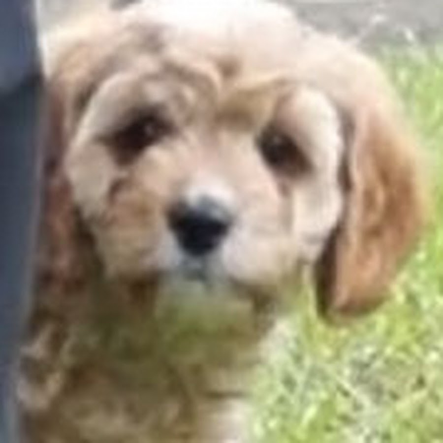 Rufus Dog YouTube channel avatar