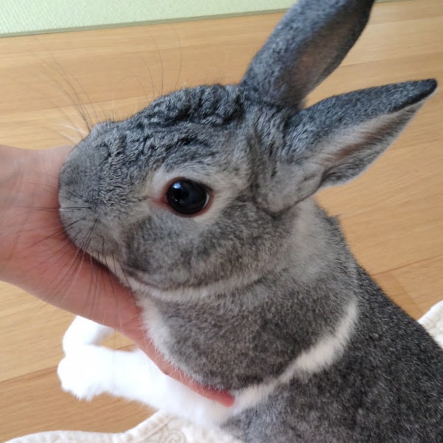 うさぎの庭 Jardin Du Lapin Youtube