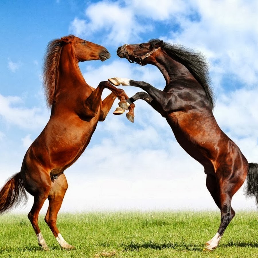 Love Horses YouTube channel avatar