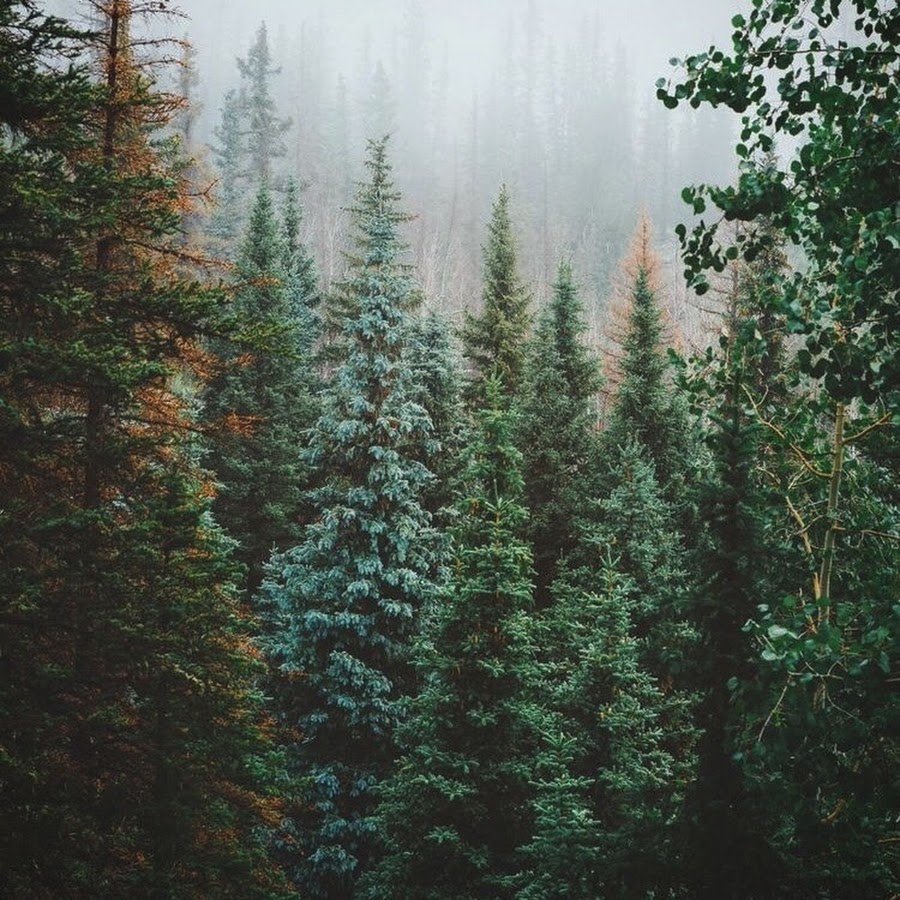 Лес елей