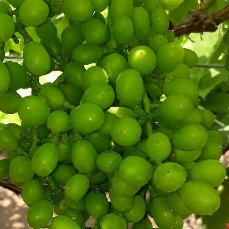 Indian Farming