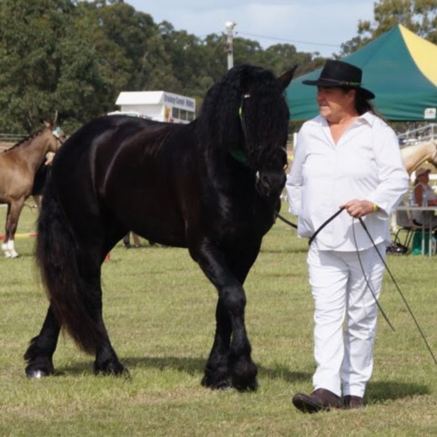 Animal Education