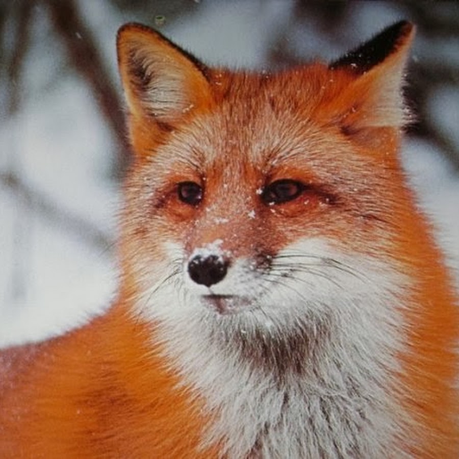 Fox Leka