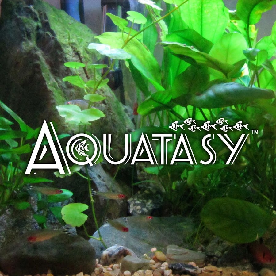 Aquatasy YouTube channel avatar