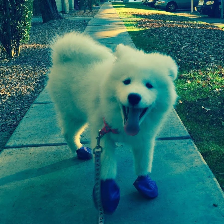 Coconut the Samoyed YouTube channel avatar
