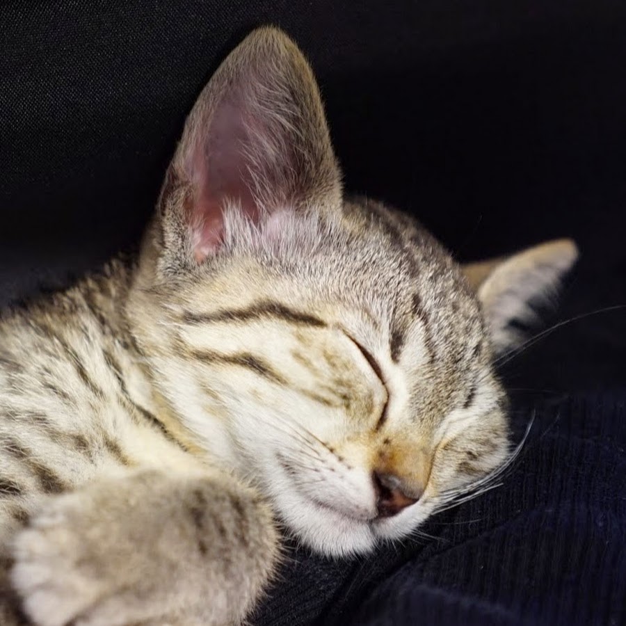 猫 日記 エジプシャン マウ Youtube